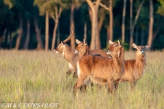 cobe defassa / waterbuck