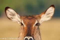 cobe defassa / waterbuck