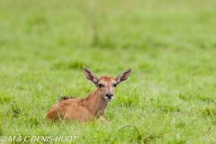 Eland du Cap / Cape elan