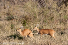 steenbok