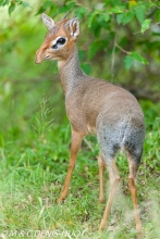 Kirk's dik-dik