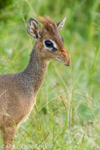 Kirk's dik-dik