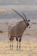 Gemsbok