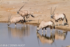 gemsbok