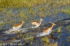 cobe Lechwe / Lechwe kob