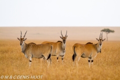 Eland du Cap / Cape elan