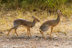 dik-dik