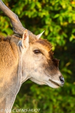 Eland