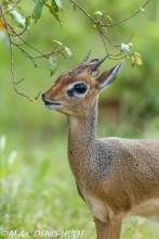 Kirk's dik-dik