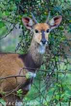 Bushbuck