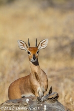 Steenbok