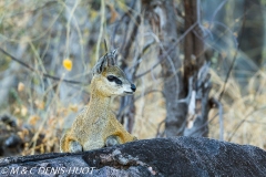 oreotrague / Klipspringer