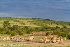 Eland du Cap / Cape elan