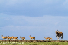 Eland du Cap / Cape elan