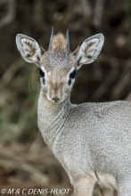 dik-dik