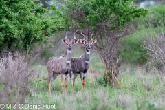 petit koudou mâle, Tragelaphus imberbis, Tsavo Ouest, Kenya