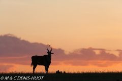 Eland du Cap / Cape elan