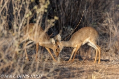 dik-dik