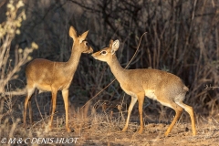 dik-dik