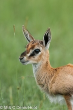 gazelle de Thomson / Thomson's gazelle