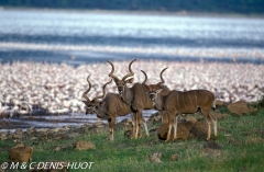 grand koudou / greater kudu