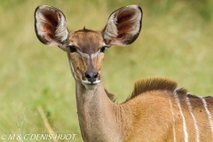 grand koudou / greater kudu