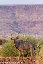 Greater kudu male