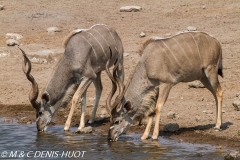 grand koudou / greater kudu