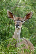 Greater kudu