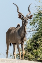 Greater kudu