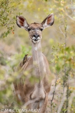 greater kudu