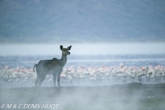 grand koudou / greater kudu