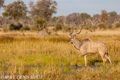 grand koudou / greater kudu