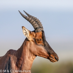 damalisque / topi