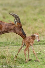 damalisque / topi