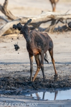 Botswana, parc national de Chobe, damalisque (Damaliscus korrigum), mâle dans la boue,// Botswana, Chobe national park, Topi (Damaliscus korrigum), mâle dans la boue,