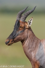 damalisque / topi