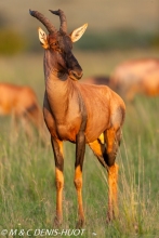 damalisque / topi