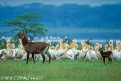 cobe defassa / waterbuck