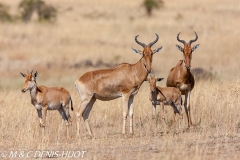 Bubale / hartebeest