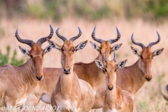 Bubale / hartebeest