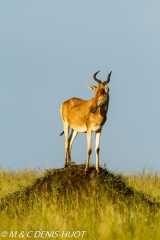 Hartebeest