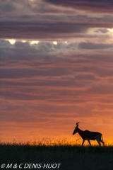 Bubale / hartebeest