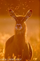 cobe defassa / waterbuck