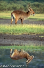 cobe defassa / waterbuck