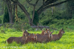 cobe defassa / waterbuck