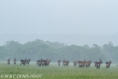 cobe defassa / waterbuck