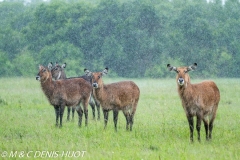 cobe defassa / waterbuck