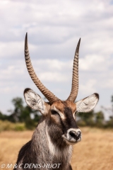 cobe defassa / waterbuck