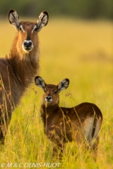 cobe defassa / waterbuck